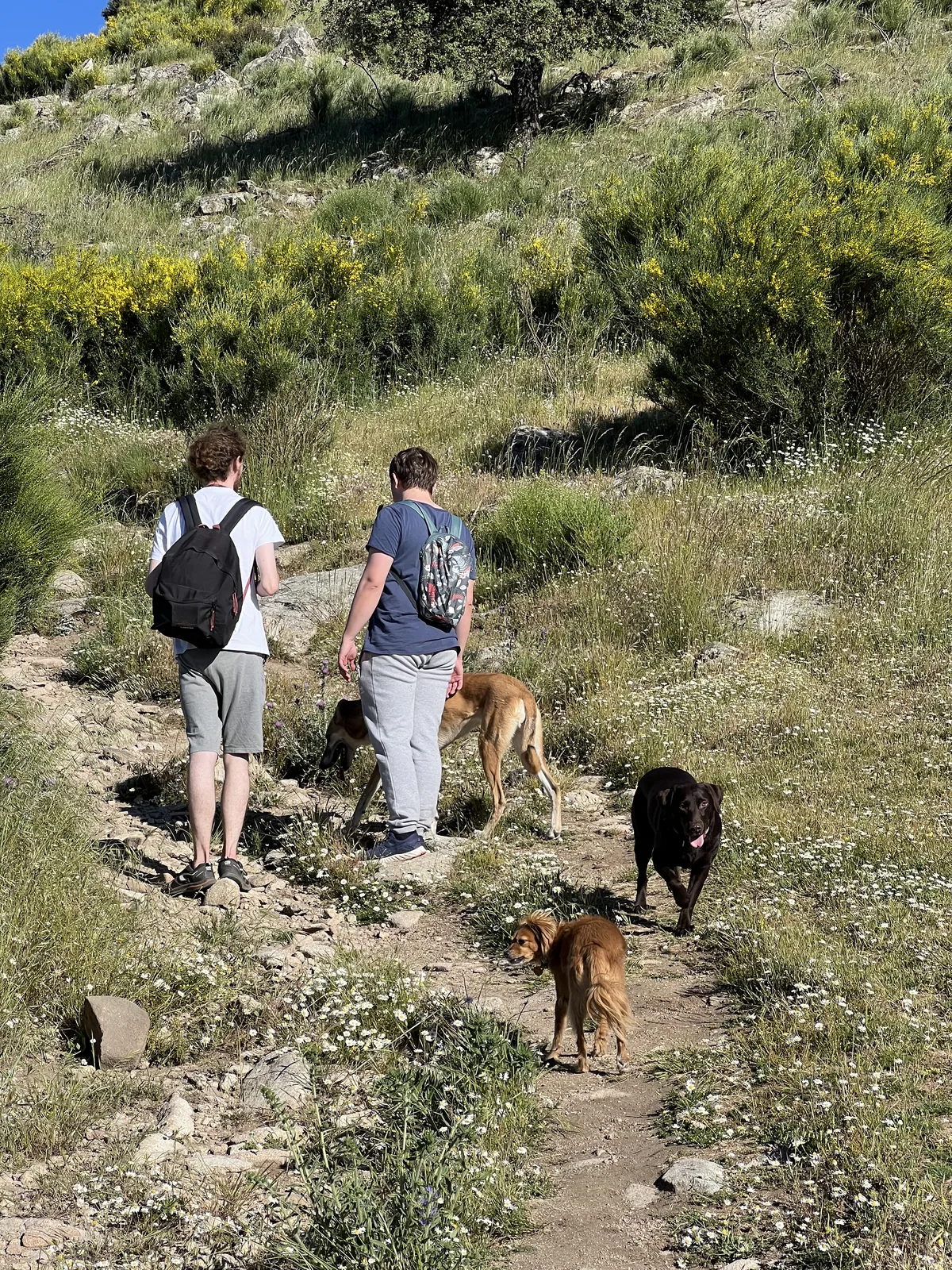Zwei Menschen wandern mit Hunden auf einem Bergweg