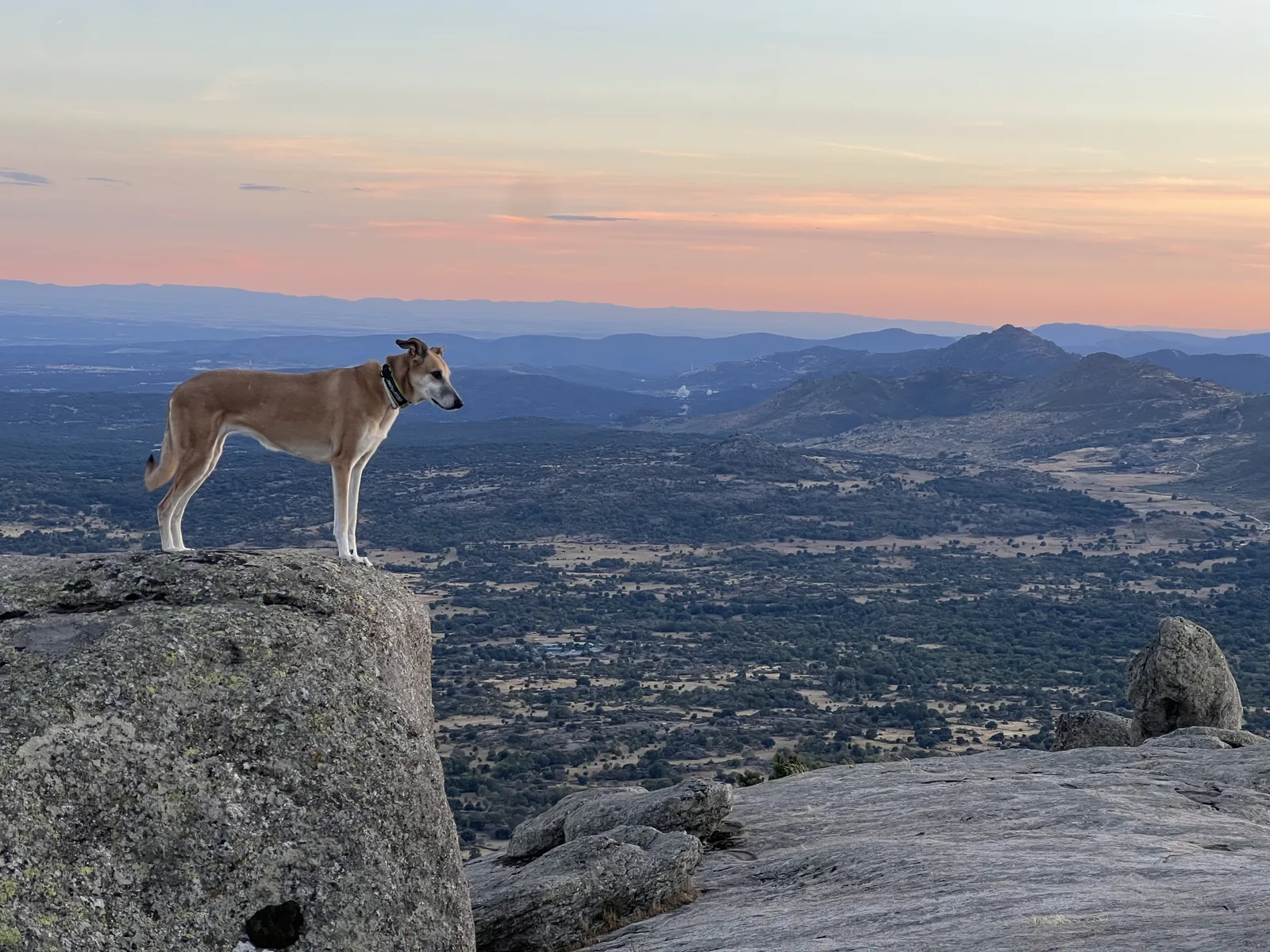 Wandern mit Hund: Sieben häufige Fehler und wie du sie vermeidest