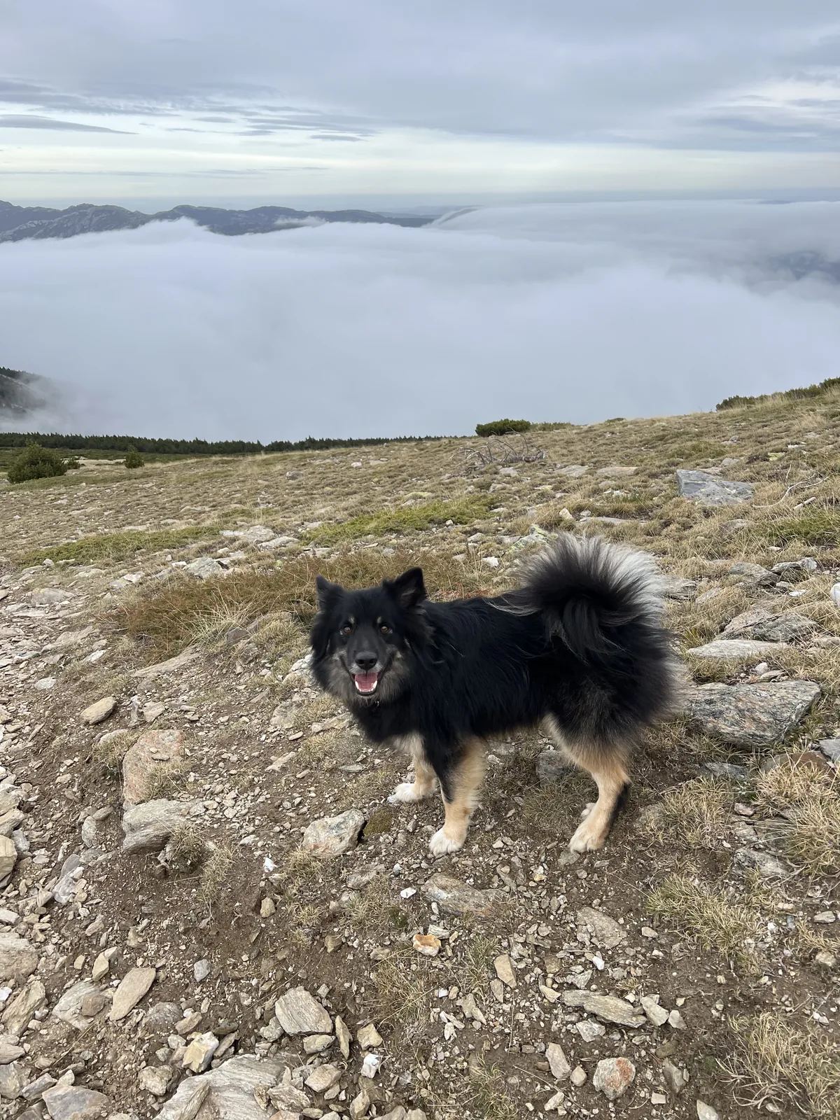 Hund in steinigem Berggelände bei tiefen Wolken